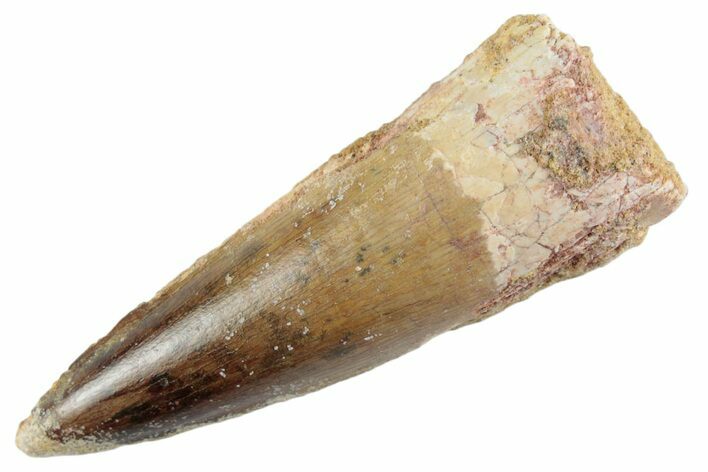 Fossil Spinosaurus Tooth - Real Dinosaur Tooth #368028